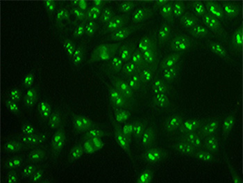 Laboratory – Immunocure